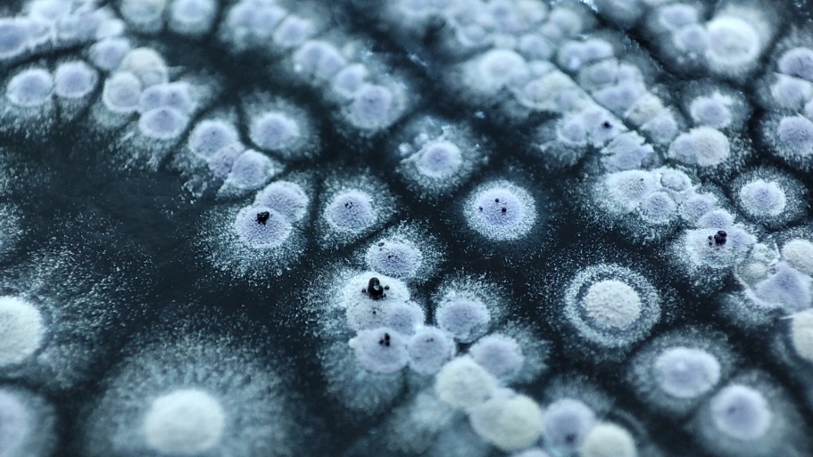 Foto de portada de Laboratorio de Bioconversión de Subproductos (LABIOCS)